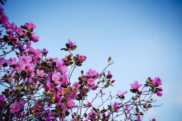 Foto zweige der strauch mit rosa blüten auf blauem himmel hintergrund floral background with copy space