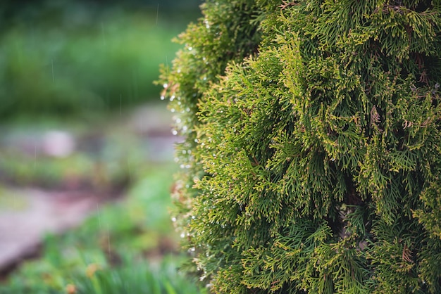 Foto zweige der tanne thuja nahaufnahme sommer natürlicher hintergrund