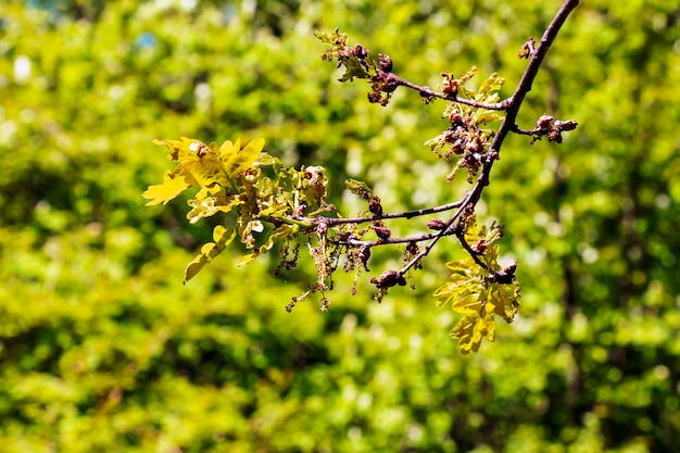 Zweige des Amur-Ahornes im Frühling lateinischer Name Acer tataricum