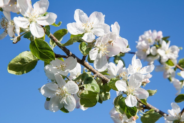 Zweige des Apfelbaums in der Frühlingsblüte mit blauem Himmel im Hintergrund. Selektiver Fokus auf Blumen.