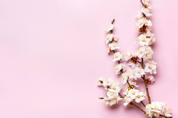 Zweige des Aprikosenbaums mit Blüten