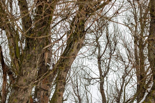 Zweige des Baumes ohne Blätter gegen grauen Himmel