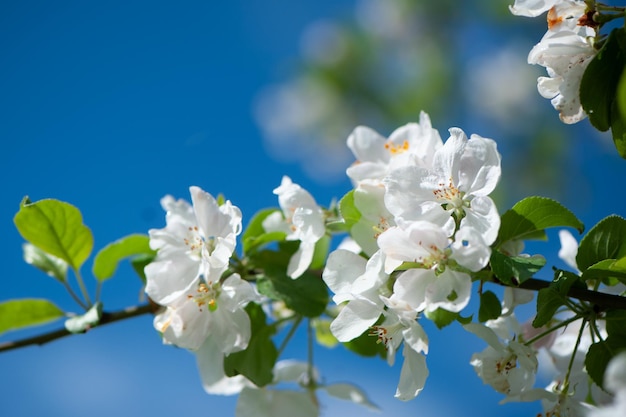 Zweige des blühenden Apfelbaummakros mit weichem Fokus auf sanftem hellblauem Himmel. Schönes Blumenbild der Frühlingsnatur.