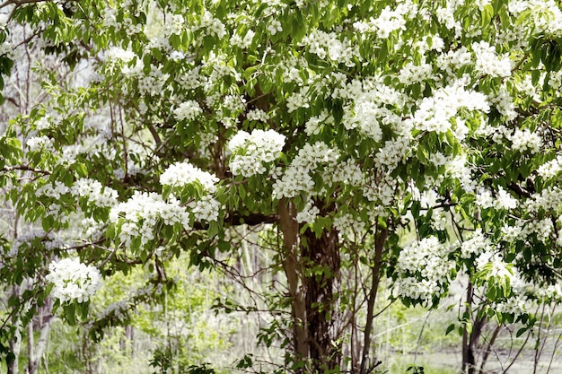 Zweige des blühenden Baums am Frühlingstag