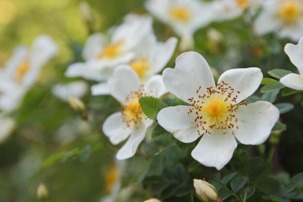 Zweige des blühenden Jasminstrauches mit weißen Blüten und grünen Blättern. Nahaufnahmezweig mit Jasminblüten im Garten