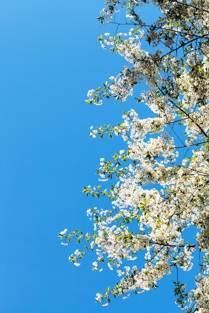 Zweige des blühenden Kirschbaums mit blauem Himmel