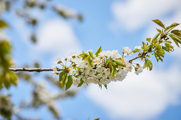 Zweige des blühenden Kirschmakros mit weichem Fokus auf sanftem hellblauem Himmelshintergrund im Sonnenlicht Schönes Blumenbild der Frühlingsnatur