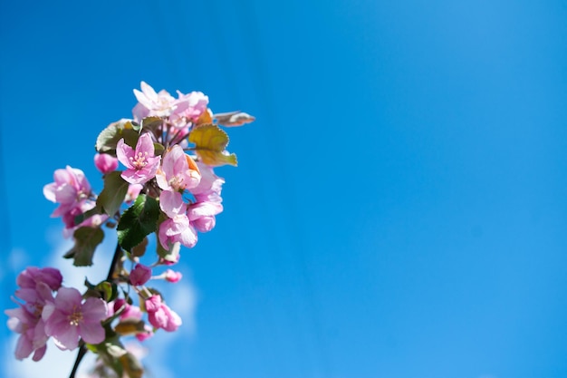 Zweige des blühenden rosa Apfelbaummakros mit weichem Fokus vor dem Hintergrund des sanften Grüns. Schönes Blumenbild der Frühlingsnatur. Platz für Text