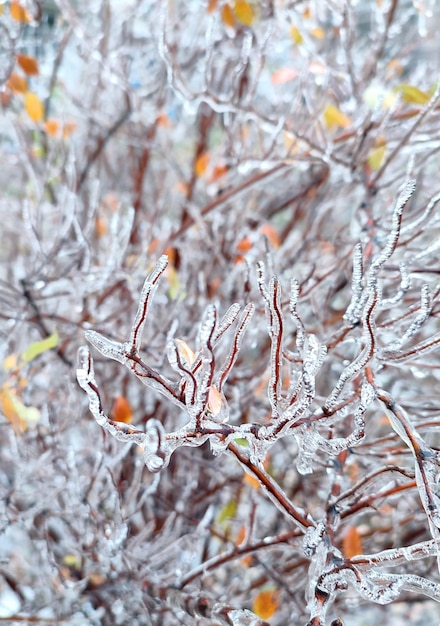 Zweige des Busches, die nach Regen im Frost im Winter mit Eis bedeckt sind, schließen gefrorene Pflanzen nach eisigem Regen