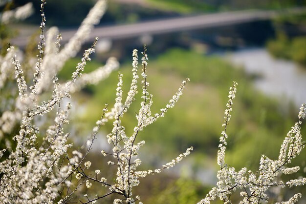 Zweige des Kirschbaums mit weißen blühenden Blumen im zeitigen Frühjahr