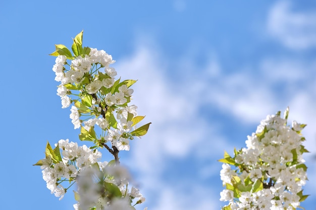 Zweige des Kirschbaums mit weißen blühenden Blumen im zeitigen Frühjahr