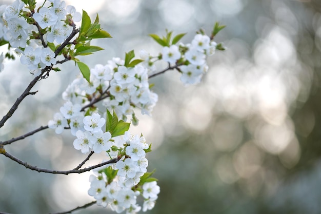 Zweige des Kirschbaums mit weißen blühenden Blumen im zeitigen Frühjahr