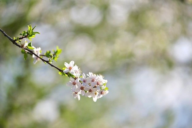 Zweige des Kirschbaums mit weißen blühenden Blumen im zeitigen Frühjahr