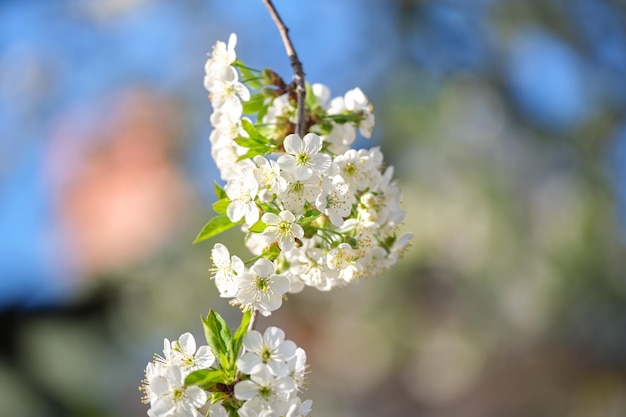 Zweige des Kirschbaums mit weißen blühenden Blumen im zeitigen Frühjahr