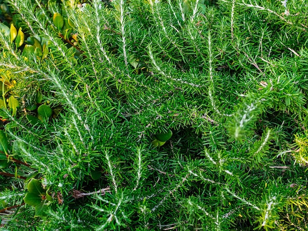 Zweige des Rosmarinbusches im Garten