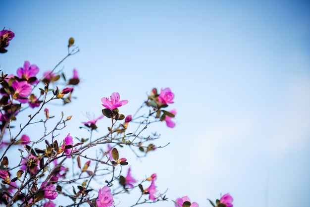 Zweige des Strauches mit rosa Blüten auf blauem Himmelshintergrund. Blumenhintergrund mit Kopienraum.