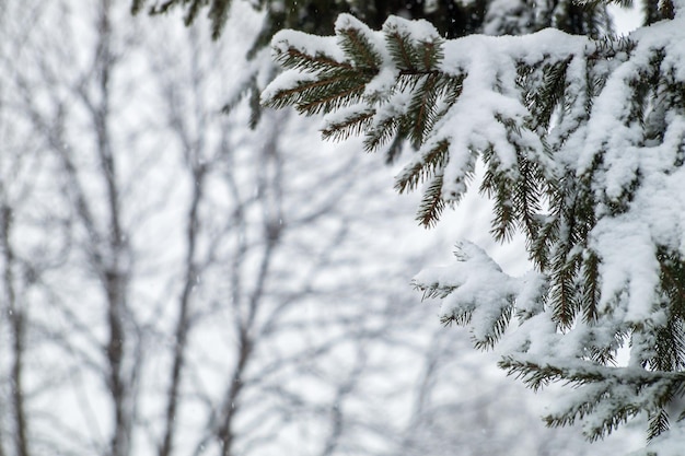 Zweige des Tannenbaums im Winter im Wald mit Schnee bedeckt