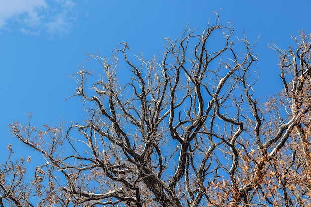 Zweige einer alten Eiche in der Natur im Winter gegen den Himmel