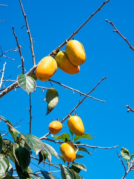 Zweige eines Baumes mit reifen Kakifrüchten an einem sonnigen Tag