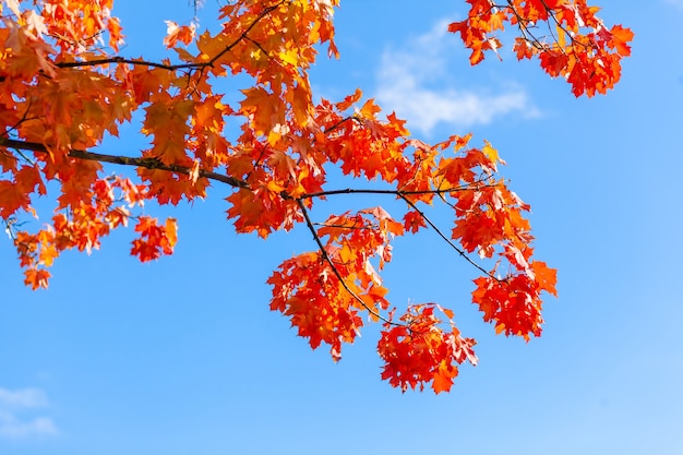 Zweige eines Baumes mit rot-gelben Ahornblättern gegen einen blauen Himmel. Herbstlaub. Indischer Sommer