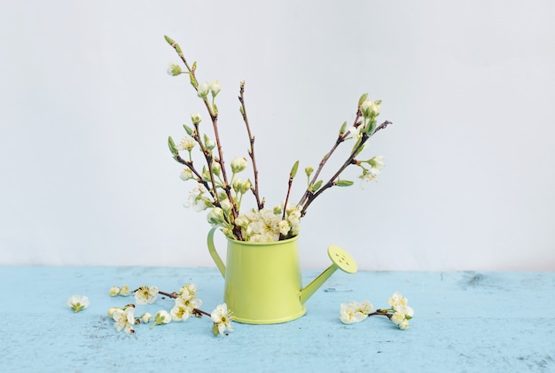 Zweige eines Baumes mit weißen Blumen in einer Vase der hellgrünen Farbe auf einem hellblauen Hintergrund. Frühlingsblumenarrangement