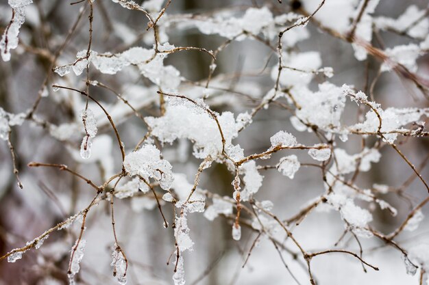 Zweige eines baumes miteinander verflochten und mit schnee und eis bedeckt