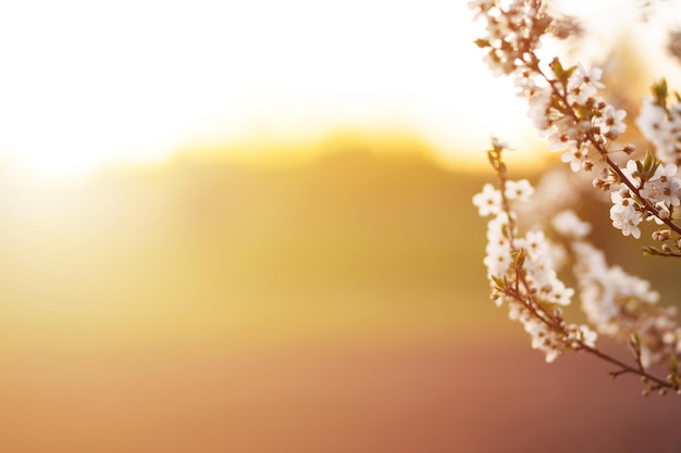 Zweige eines blühenden Kirschbaums in der goldenen Stunde. Frühlingshintergrund für das Banner. Sonneneffekt, selektiver Fokus