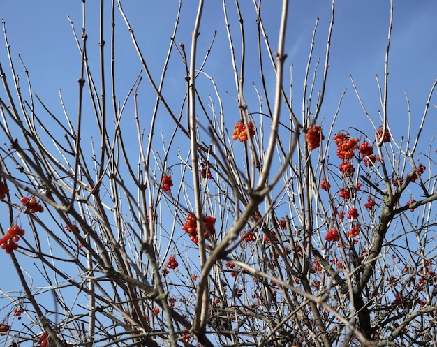 Zweige eines Busches mit Beeren auf dem Hintergrund des Himmels