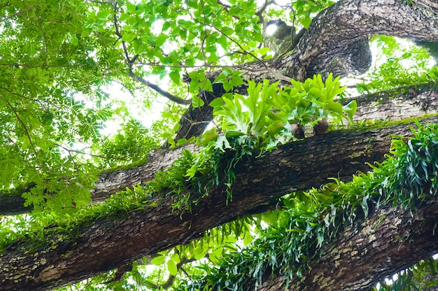 Zweige eines großen baumes bedeckt mit farnen und moosparasiten