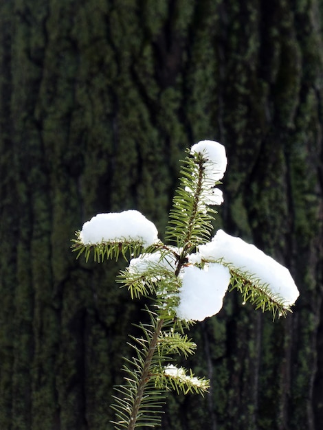 Zweige eines immergrünen Winterbaums, der mit Schnee bedeckt ist
