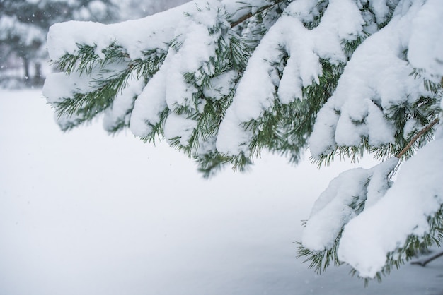 Zweige eines Tannen-Weihnachtsbaums im Schnee im Winterwald. Weihnachtskonzept