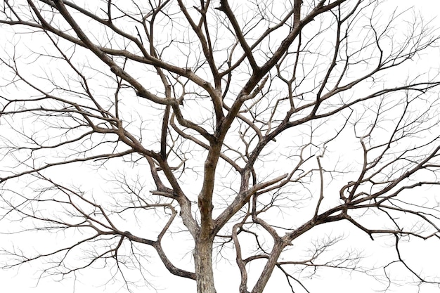 Zweige eines toten Baumes lokalisiert auf einem weißen Hintergrund, der PA schneidet