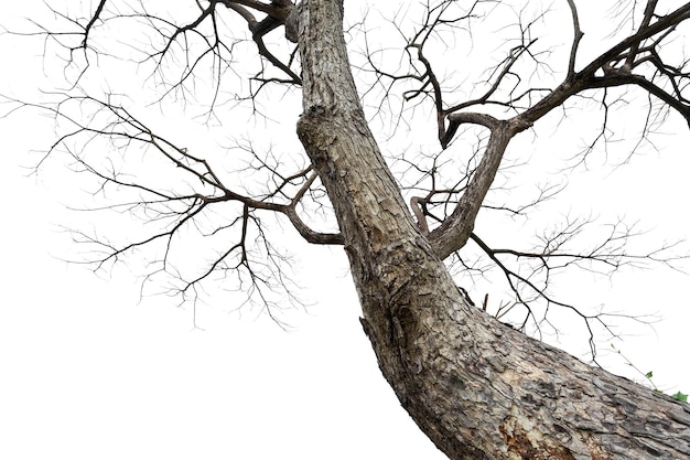 Zweige eines toten Baumes lokalisiert auf einem weißen Hintergrund, der PA schneidet