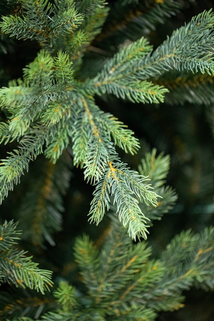 Zweige eines Weihnachtsbaumes