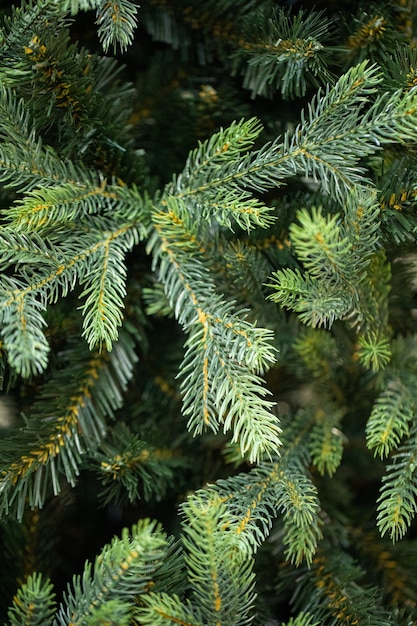 Zweige eines Weihnachtsbaumes