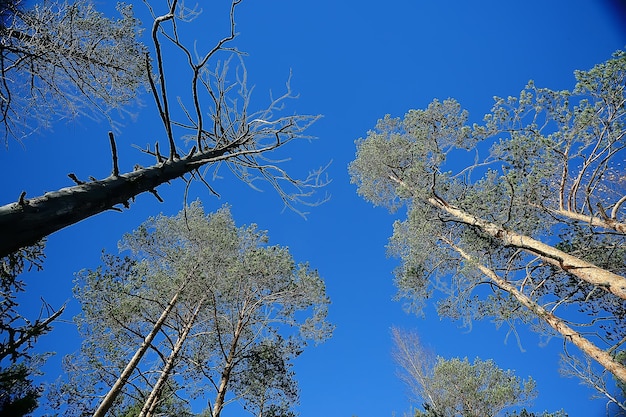 Zweige Herbst Top Hintergrund / abstrakter saisonaler Himmelshintergrund