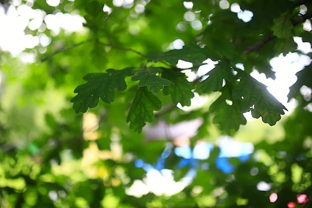 zweige junger grüner blätter und knospen, saisonaler hintergrund, april-marschlandschaft im wald