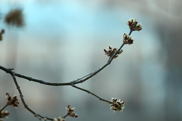 zweige junger grüner blätter und knospen, saisonaler hintergrund, april-marschlandschaft im wald