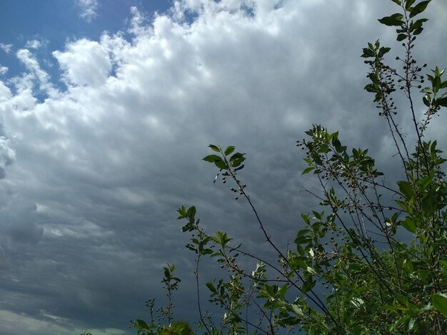 zweige kirschen vor dem hintergrund himmel wolken wetter natur dorf landleben