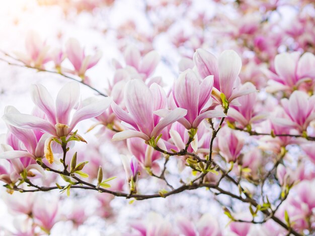 Zweige Magnolienrosa blühende Baumblumen in weichem Licht