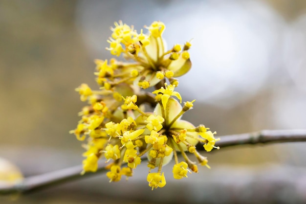 Zweige mit Blüten der europäischen Kornelkirsche Cornus mas im Frühjahr Kornelkirsche Europäische Kornelkirsche oder Kornelkirsche Hartriegel Cornus mas flovering Vorfrühlingsblumen im natürlichen Lebensraum