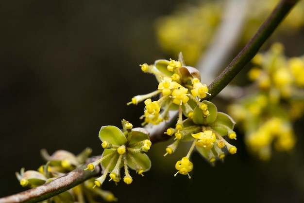 Zweige mit Blüten der europäischen Kornelkirsche Cornus mas im Frühjahr Kornelkirsche Europäische Kornelkirsche oder Kornelkirsche Hartriegel Cornus mas flovering Vorfrühlingsblumen im natürlichen Lebensraum