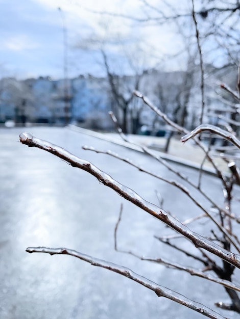 Zweige mit Eis bedeckt nach Eisregen Funkelndes Eis bedeckt alles nach Eissturm-Zyklon Schreckliche Schönheit des Naturkonzepts Winterlandschaft Szene Postkarte Selektiver Fokus