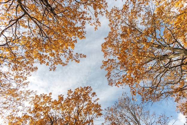 Zweige mit gelben Blättern vor blauem Himmel. Herbst Hintergrund