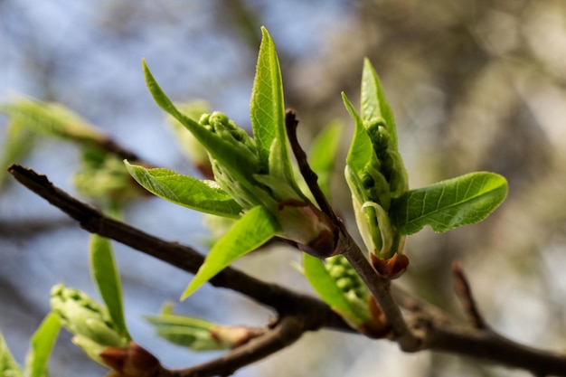 Zweige mit grünen Knospen, die aus nächster Nähe blühen