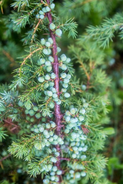 Zweige mit grünen Wacholderbeeren und Nadel Juniperus communis Green Carpet