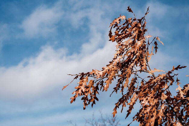 Zweige mit Herbstlaub gegen den Himmel