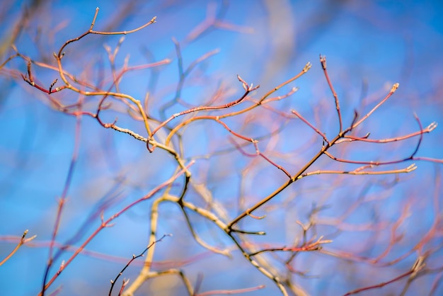 Foto zweige mit knospen im oberseepark em berlin alt-hohenschonhausen