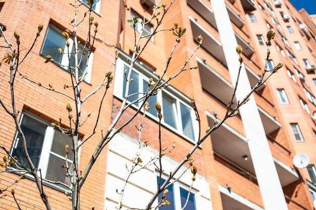 Foto zweige mit knospen und wohnhochhaus