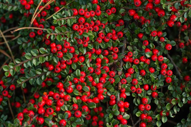 Zweige mit reifen roten Beeren des horizontalen Hartriegels